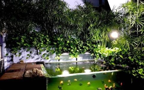 水生植物