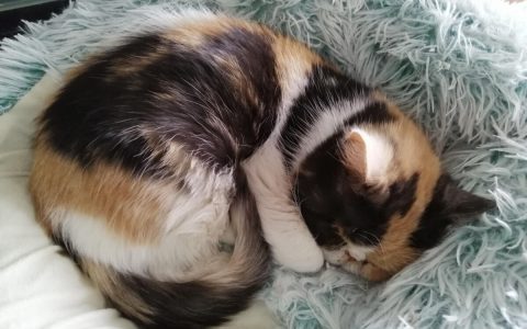 如何驱赶流浪猫？赶走野猫的绝招