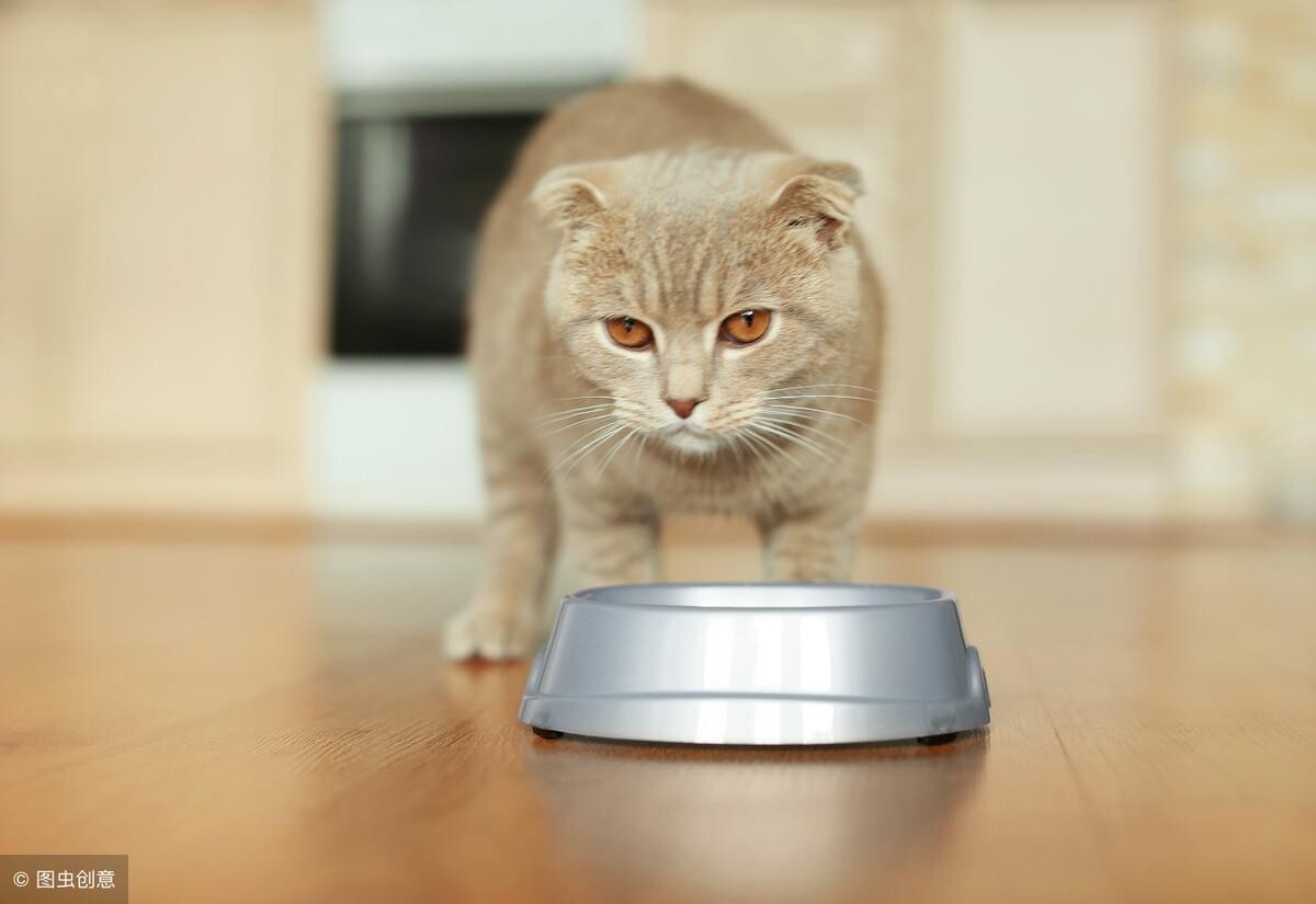 家里猫总带野猫回家怎么办？正确驱赶野猫的方法