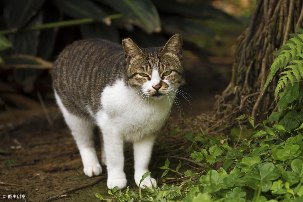 家里猫总带野猫回家怎么办？正确驱赶野猫的方法