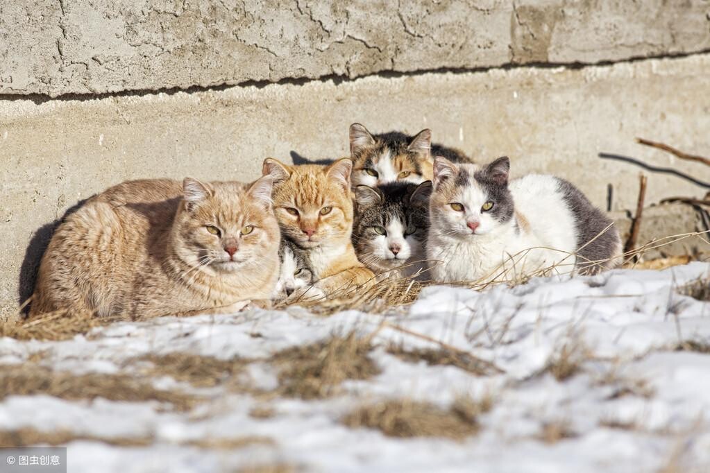 家里猫总带野猫回家怎么办？正确驱赶野猫的方法