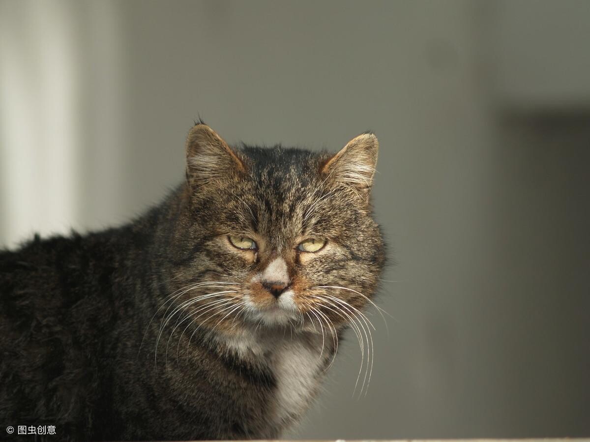 家里猫总带野猫回家怎么办？正确驱赶野猫的方法