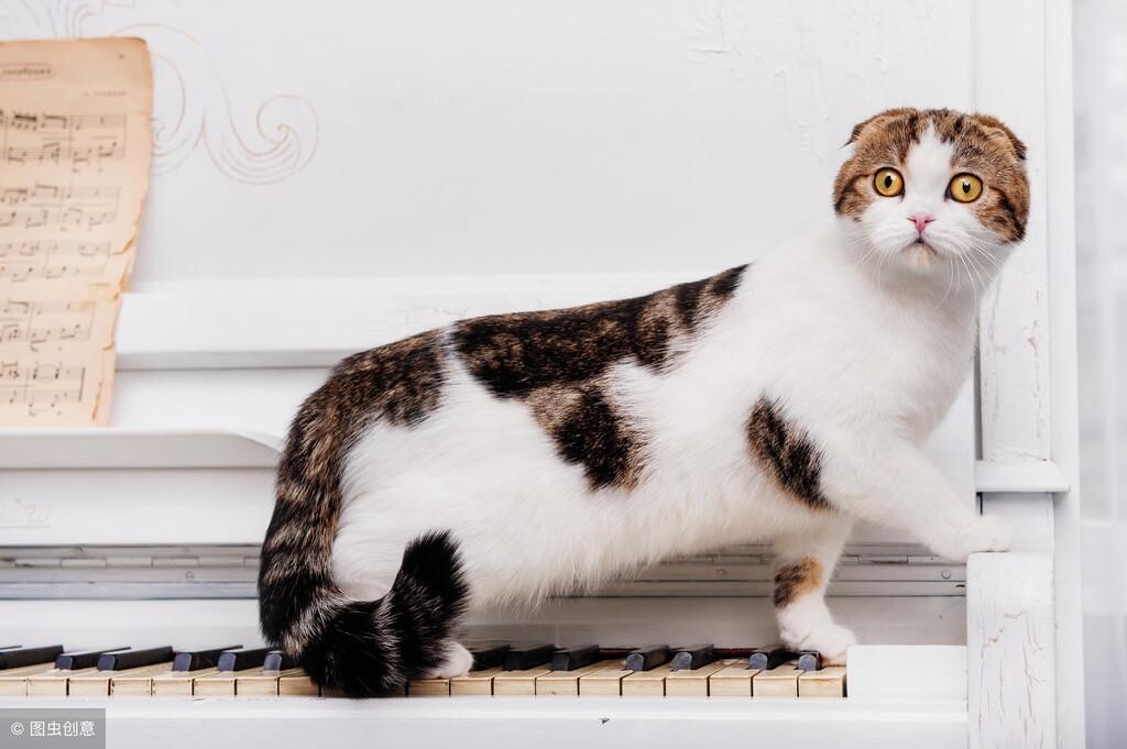 家里猫总带野猫回家怎么办？正确驱赶野猫的方法