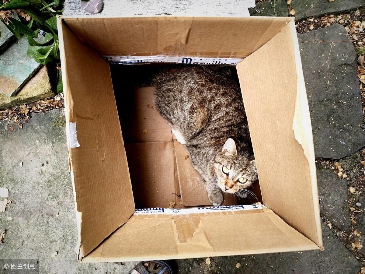 家里猫总带野猫回家怎么办？正确驱赶野猫的方法