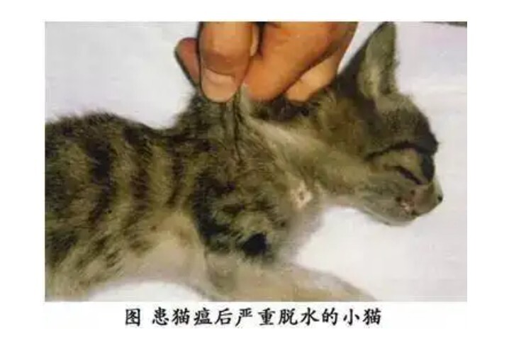 猫瘟（细小病毒FPV）全面解读，含猫细小致病机理与常见问题解惑