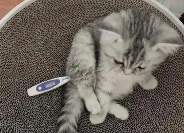 猫瘟（细小病毒FPV）全面解读，含猫细小致病机理与常见问题解惑