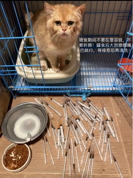 猫瘟（细小病毒FPV）全面解读，含猫细小致病机理与常见问题解惑
