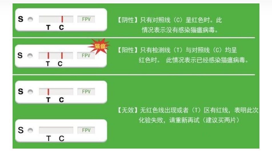 猫瘟（细小病毒FPV）全面解读，含猫细小致病机理与常见问题解惑