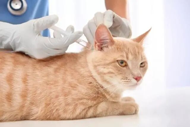 猫瘟（细小病毒FPV）全面解读，含猫细小致病机理与常见问题解惑