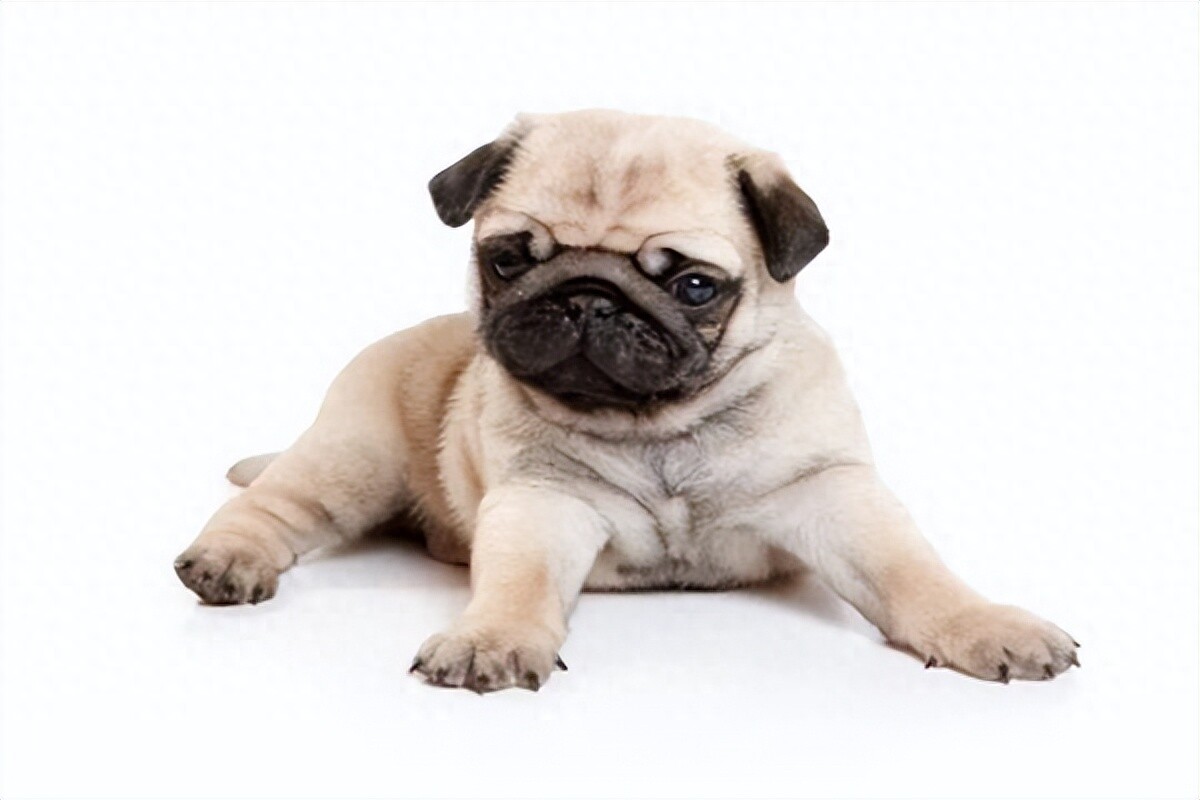 宠物八哥犬多少钱一只？最新报价与饲养注意事项