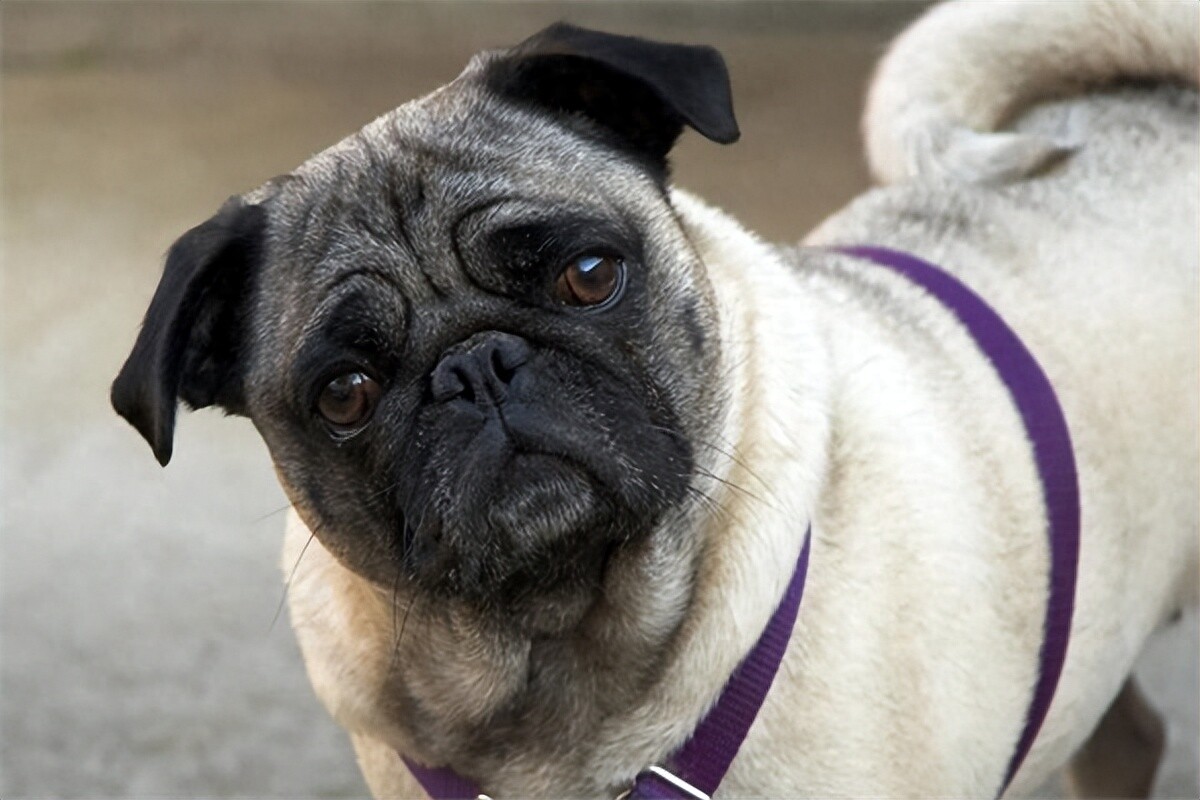 宠物八哥犬多少钱一只？最新报价与饲养注意事项
