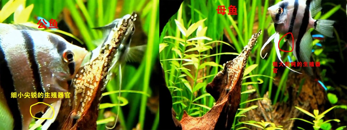神仙鱼怎么区分公母带图，几个技巧一文带你全搞懂！