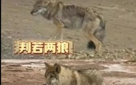 可可西里一头狼被投喂变胖成网红，不少人开始担心！