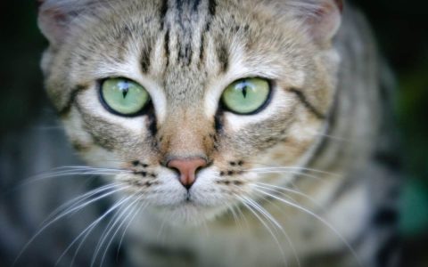猫崇拜——猫的神圣历史