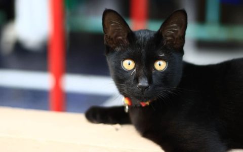黑猫真的会带来不幸吗？迷信与民间传说的故事