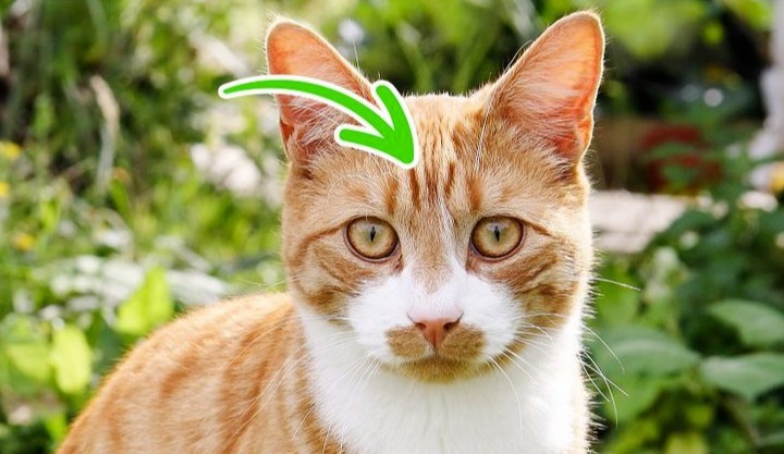 橘猫（狸花猫）——色彩、纹理与寓意的奇妙融合
