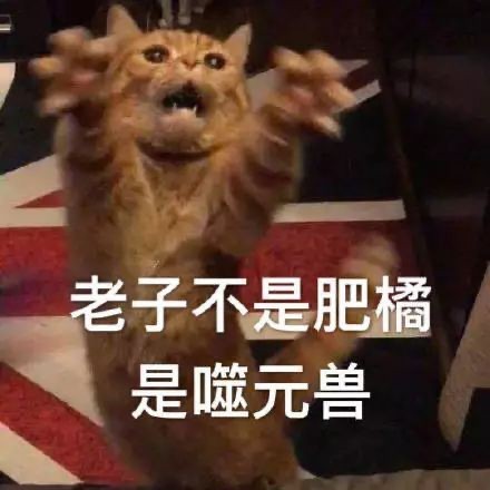 橘猫（狸花猫）——色彩、纹理与寓意的奇妙融合