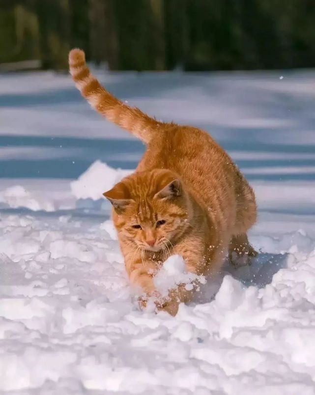橘猫（狸花猫）——色彩、纹理与寓意的奇妙融合