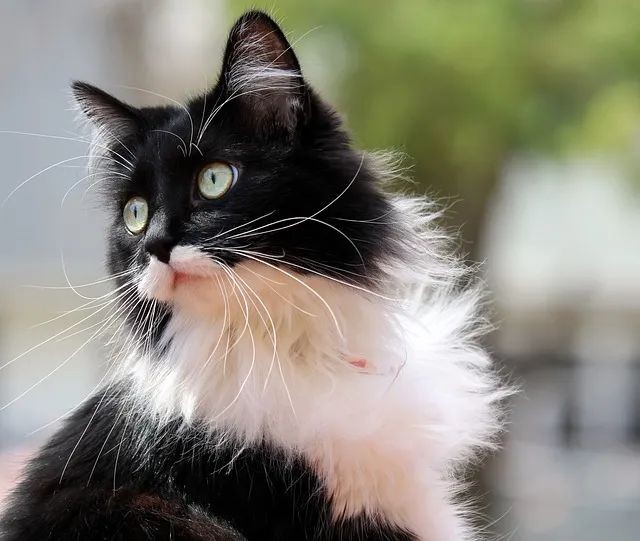 奶牛猫的起源与特点