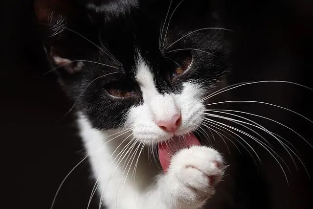 奶牛猫的起源与特点