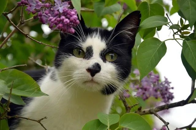 奶牛猫的起源与特点