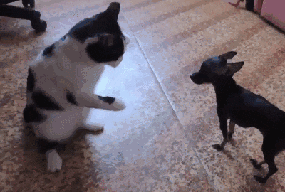 奶牛猫的起源与特点