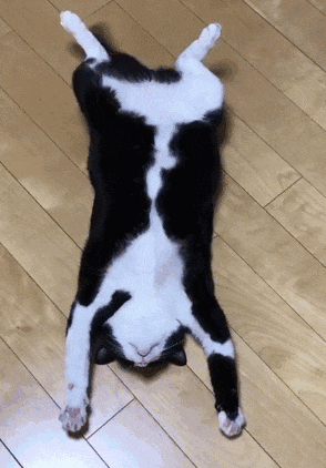 奶牛猫的起源与特点