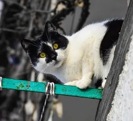 奶牛猫的起源与特点