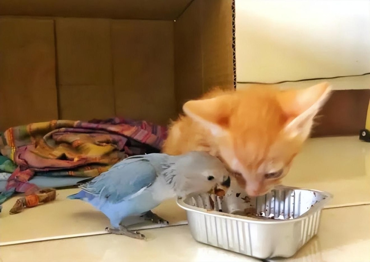 为什么猫咪会发出鸟叫声?原来是猫咪的狩猎本能