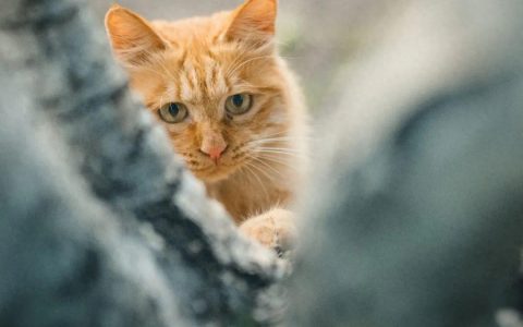 猫三联还没上市，瑞普生物已经把战略方向对准了猫四联