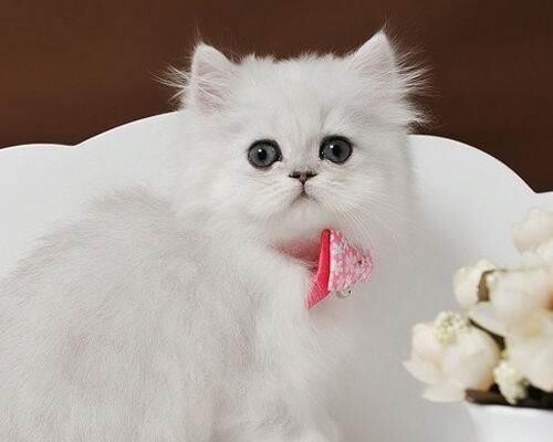 金吉拉猫全面解析:高贵外表背后的独特魅力
