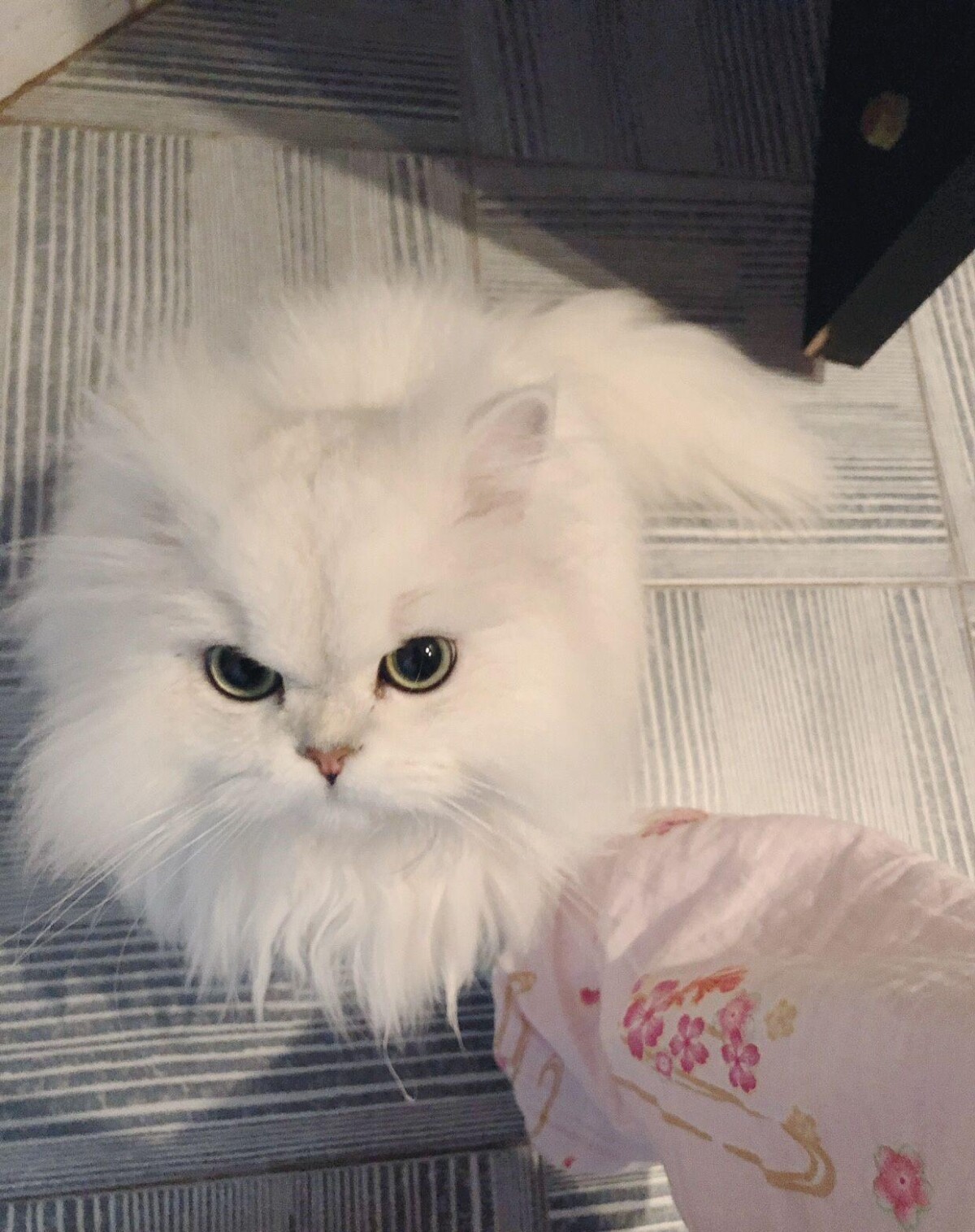 金吉拉猫全面解析:高贵外表背后的独特魅力