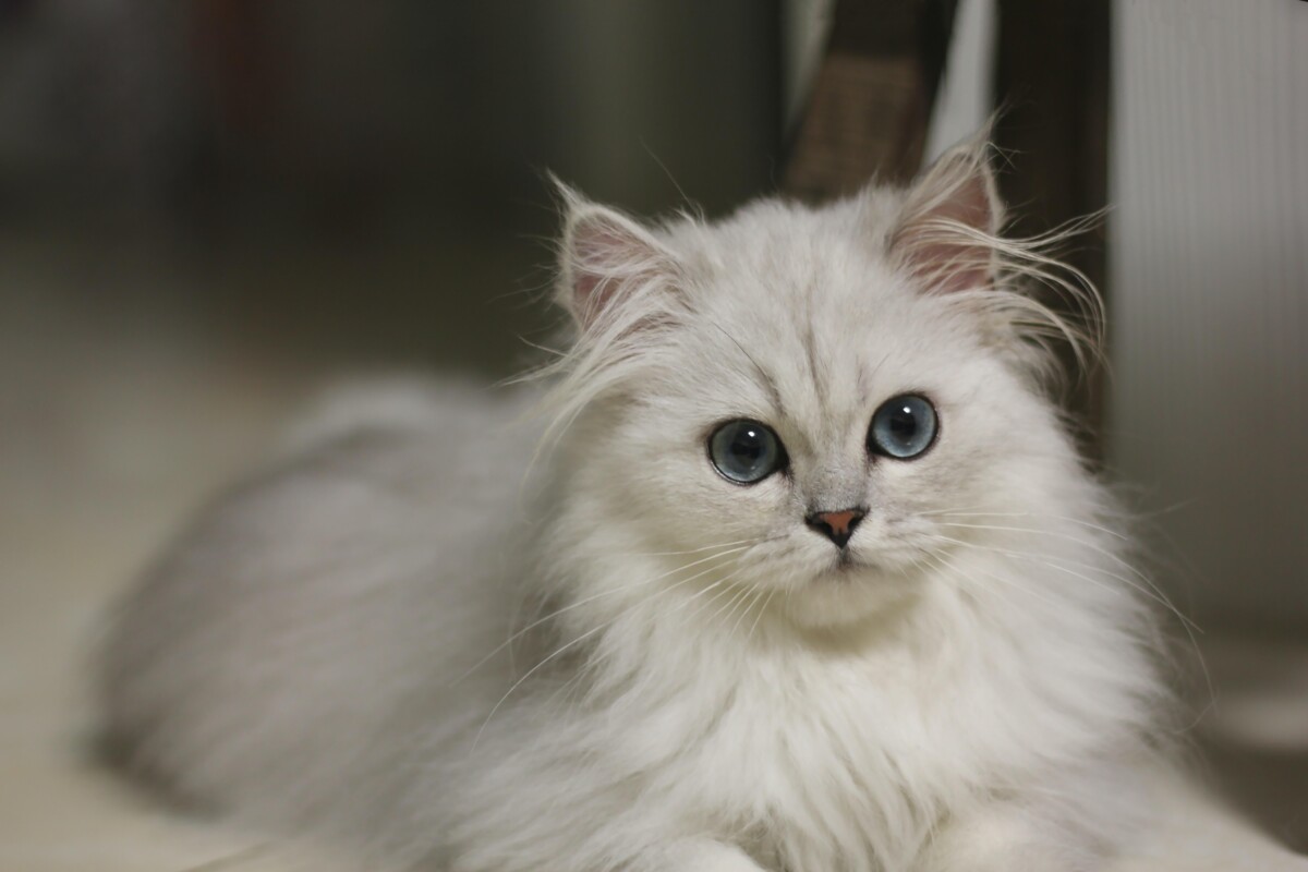 金吉拉猫全面解析:高贵外表背后的独特魅力
