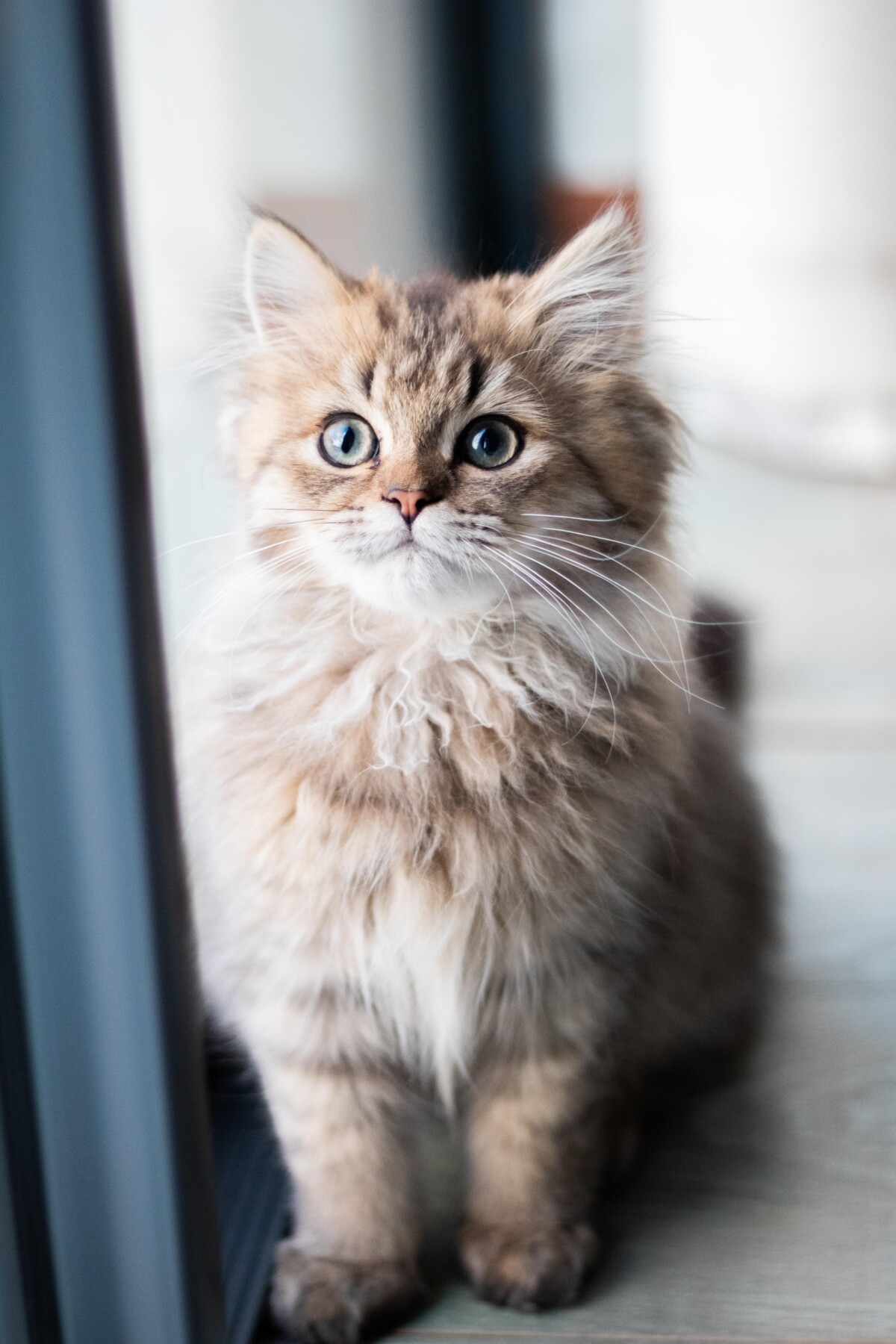 金吉拉猫全面解析:高贵外表背后的独特魅力