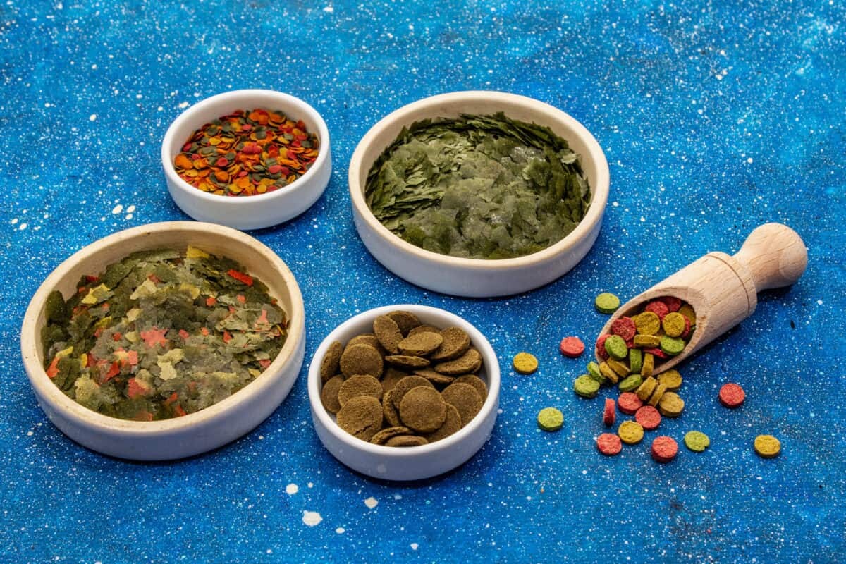 地图鱼吃什么鱼食?6 中喂食方法解析