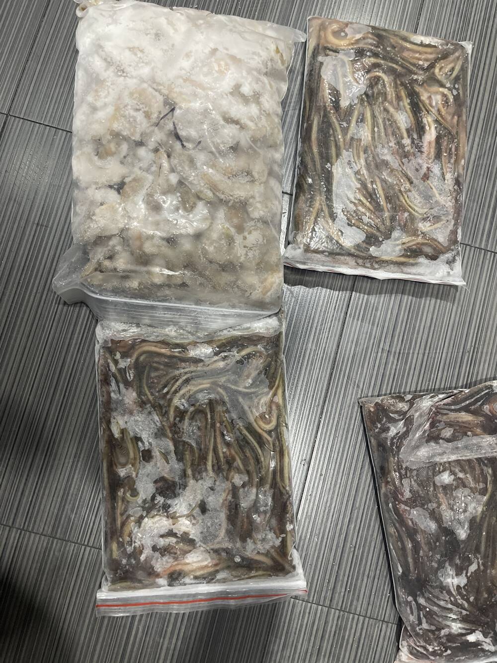 地图鱼吃什么鱼食?6 中喂食方法解析