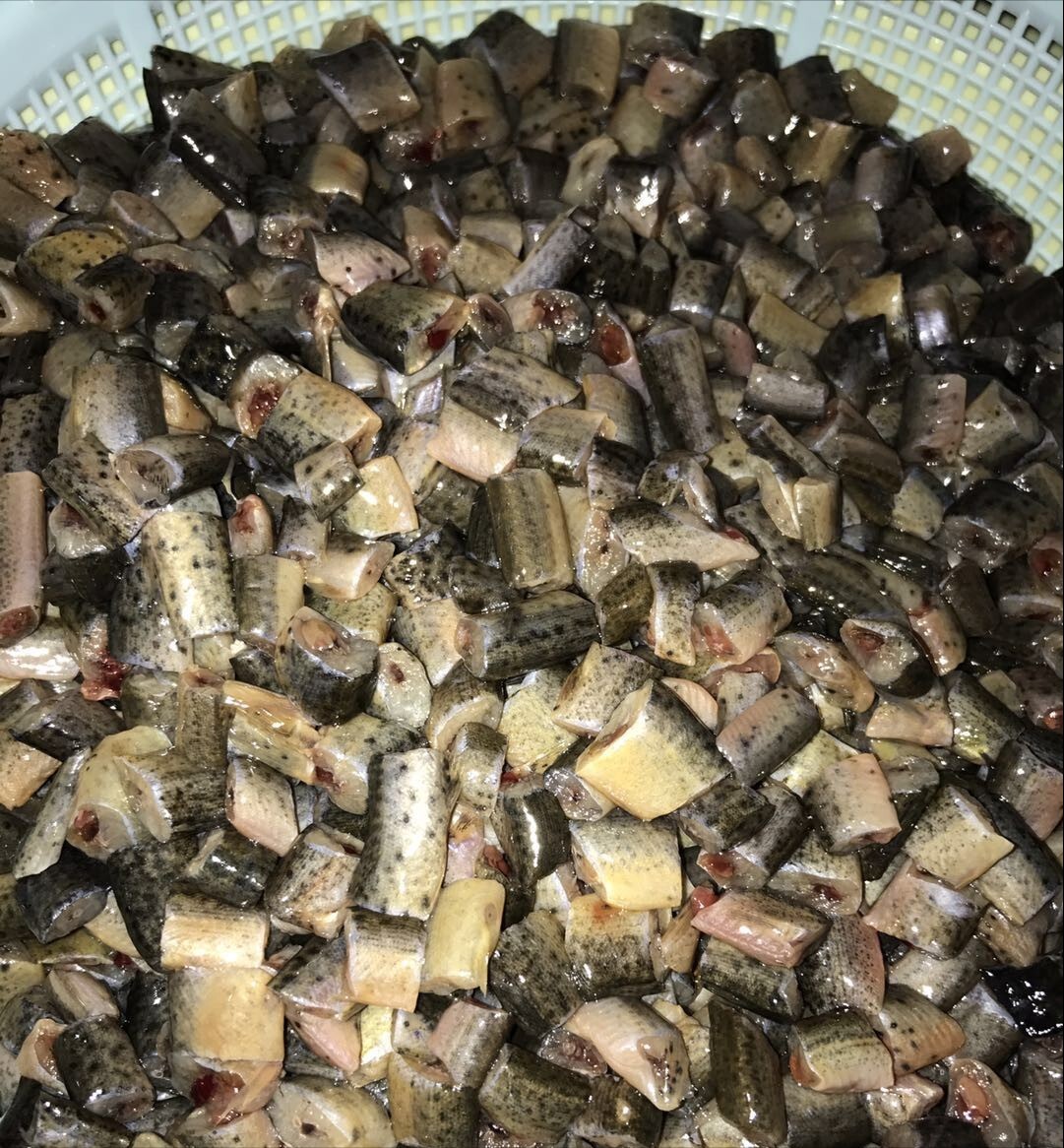 地图鱼吃什么鱼食?6 中喂食方法解析