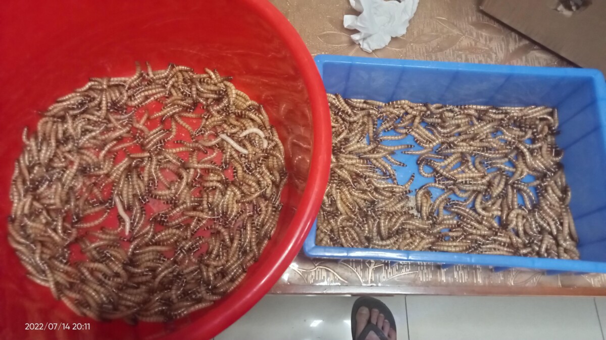 地图鱼吃什么鱼食?6 中喂食方法解析