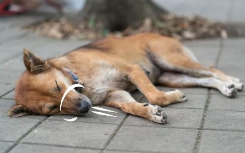 宠物休克会导致的 4 个可怕后遗症