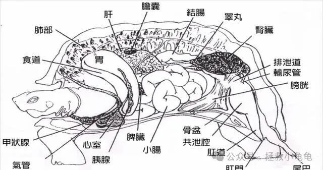 龟的心脏——结构与特征讲解