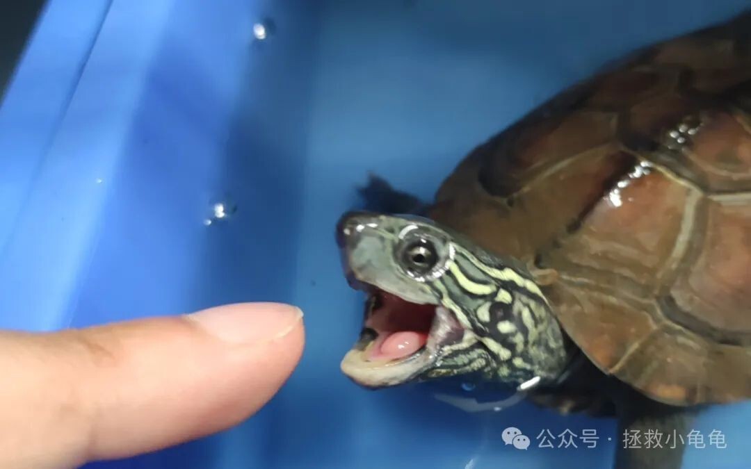 龟的心脏——结构与特征讲解