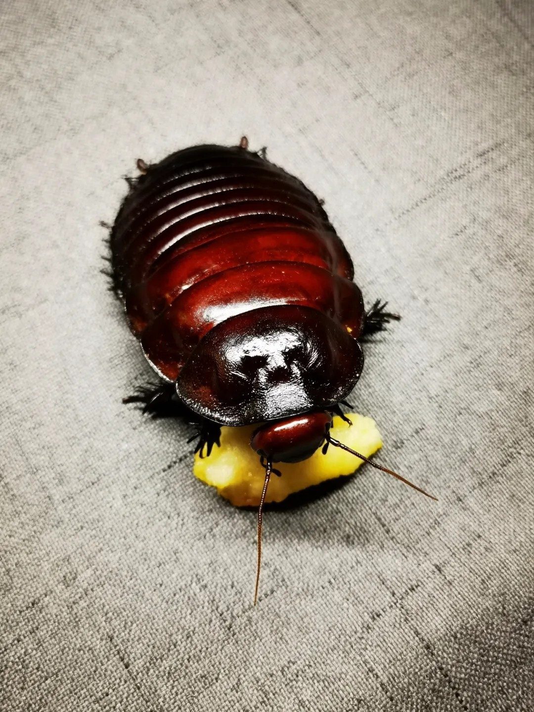 犀牛蟑螂 Macropanesthia rhinoceros