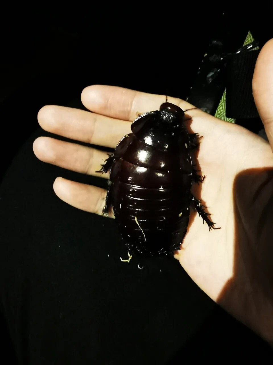 犀牛蟑螂 Macropanesthia rhinoceros