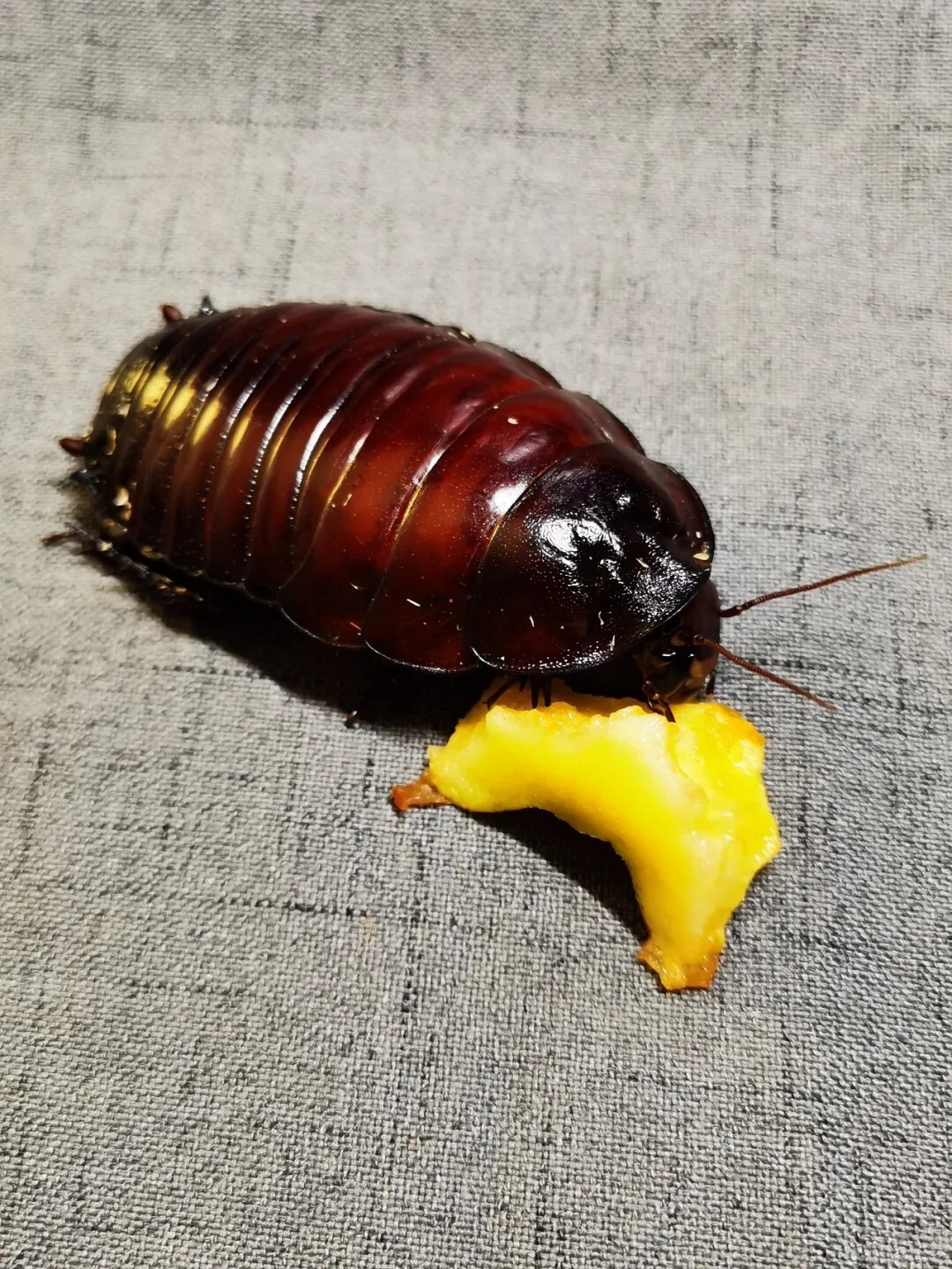 犀牛蟑螂 Macropanesthia rhinoceros