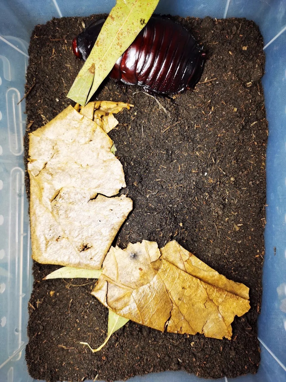 犀牛蟑螂 Macropanesthia rhinoceros