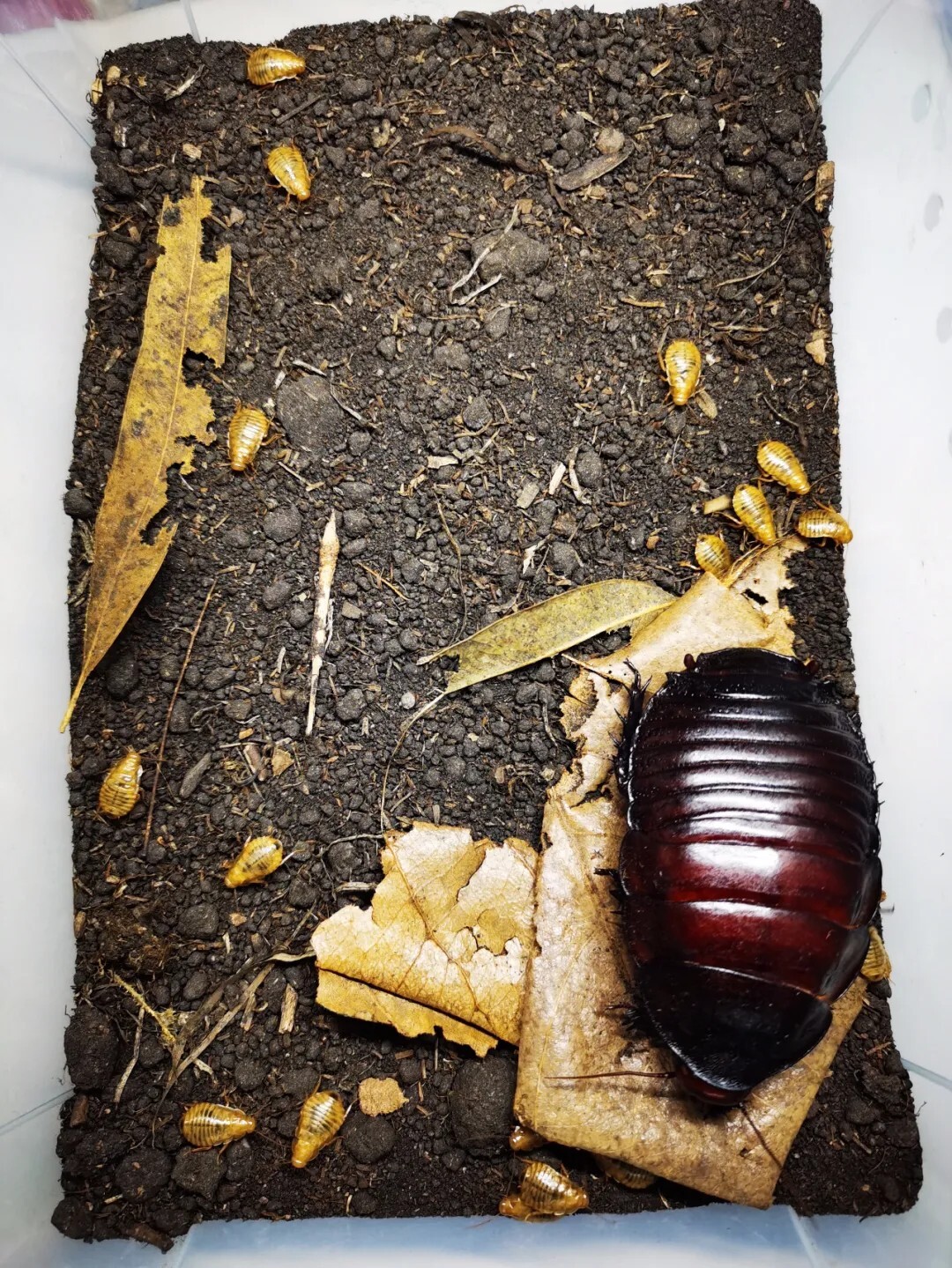 犀牛蟑螂 Macropanesthia rhinoceros