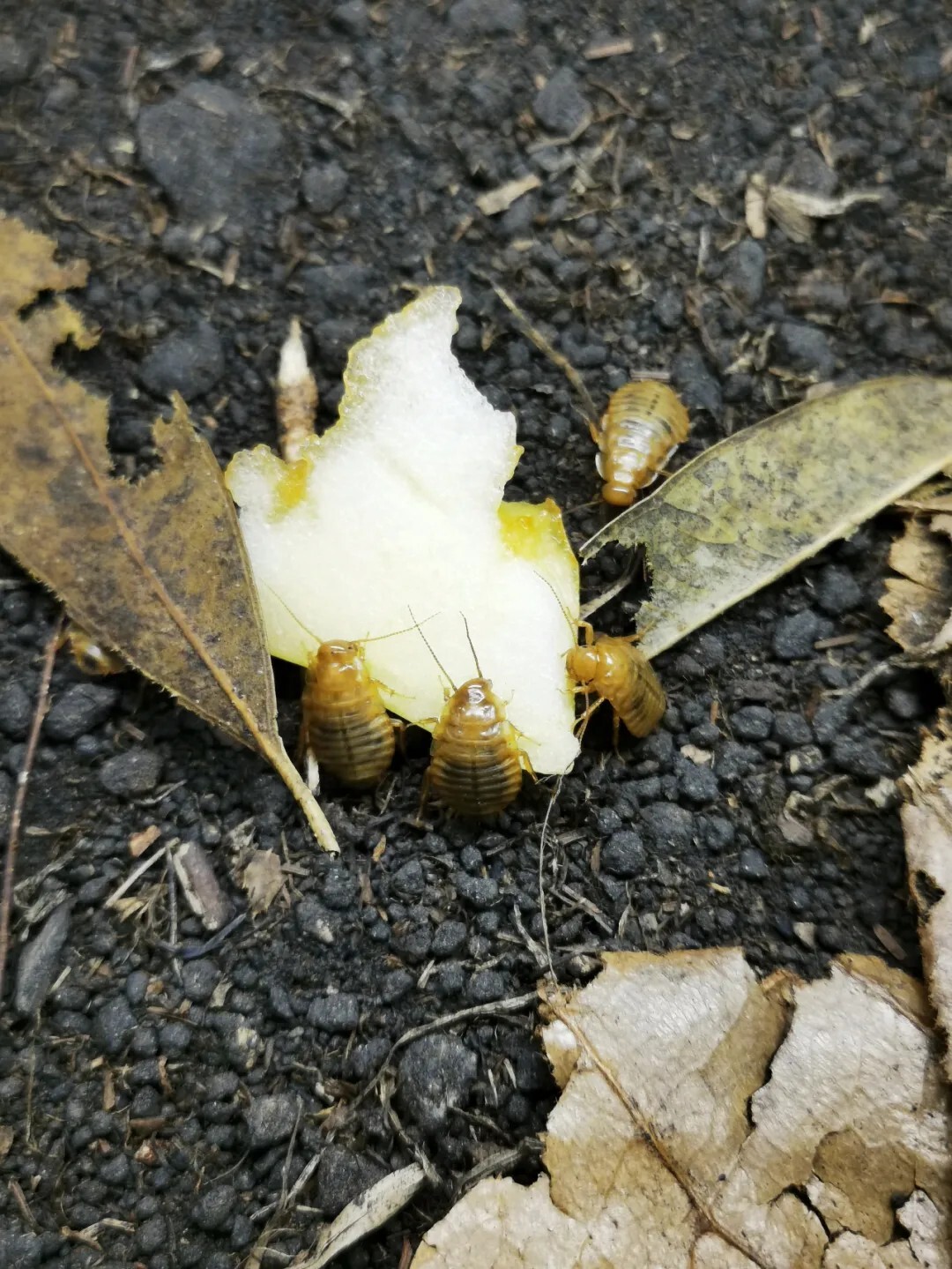 犀牛蟑螂 Macropanesthia rhinoceros