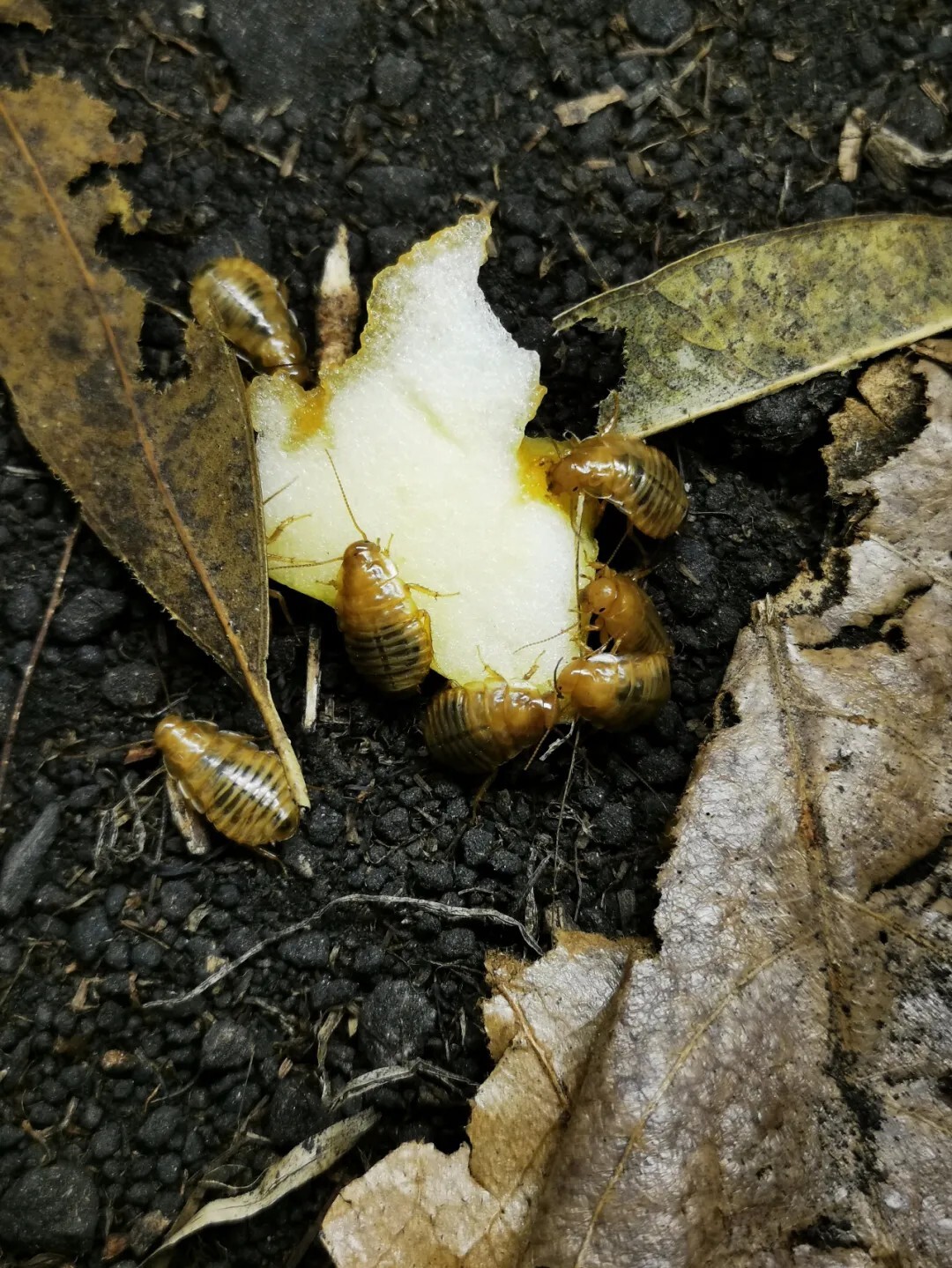 犀牛蟑螂 Macropanesthia rhinoceros