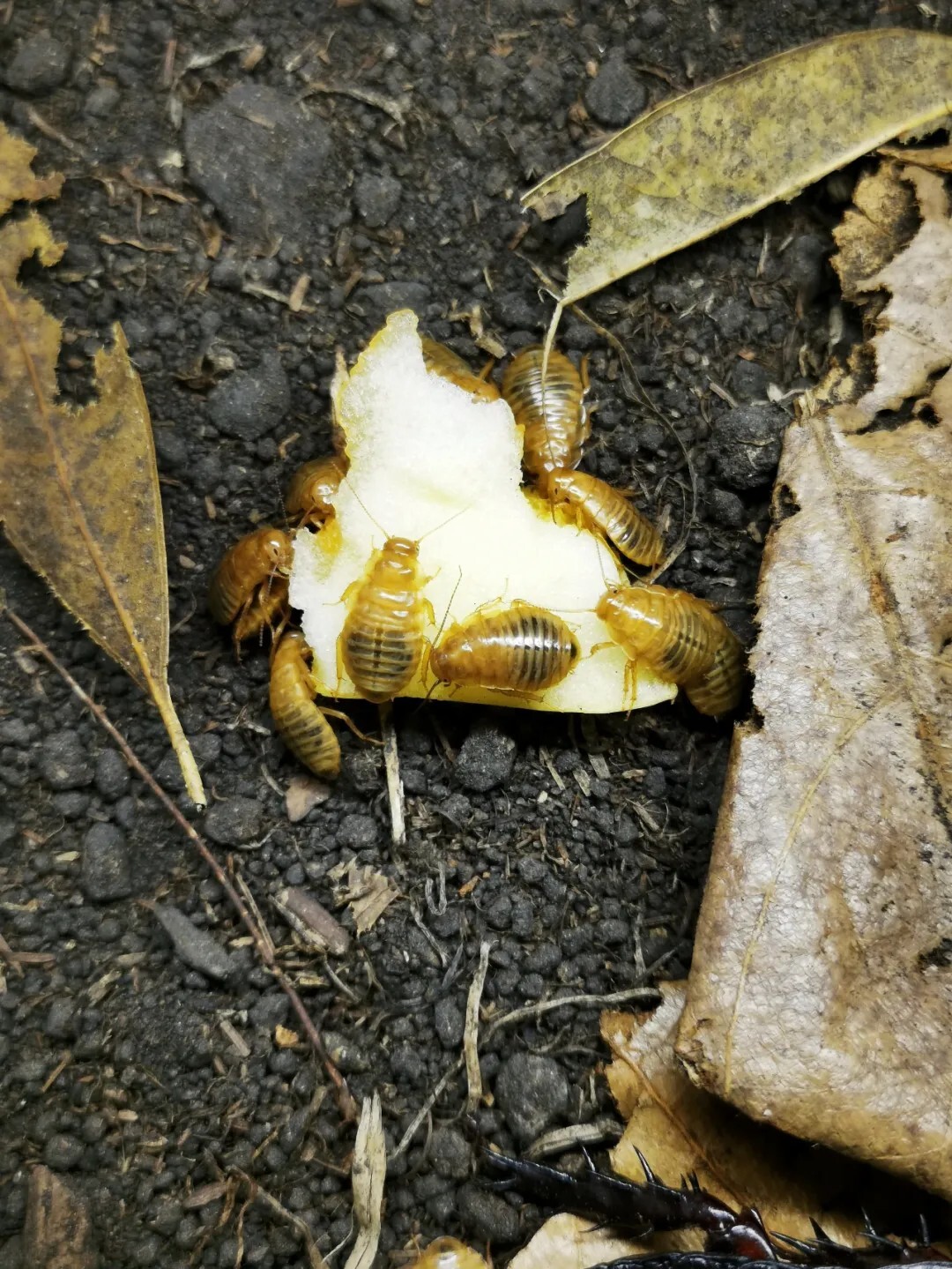 犀牛蟑螂 Macropanesthia rhinoceros