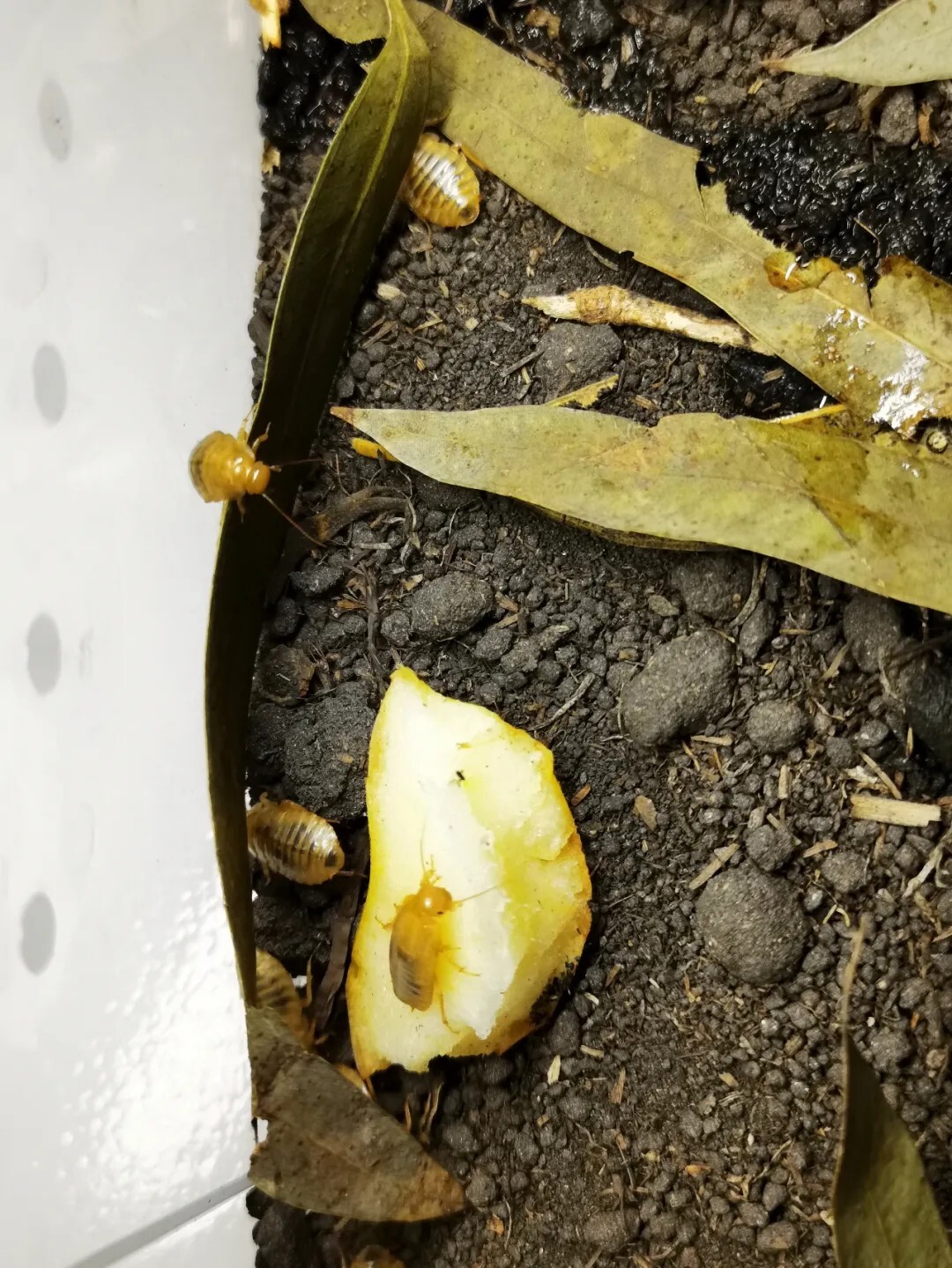犀牛蟑螂 Macropanesthia rhinoceros